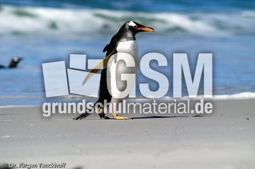 Eselspinguin (80 von 97).jpg